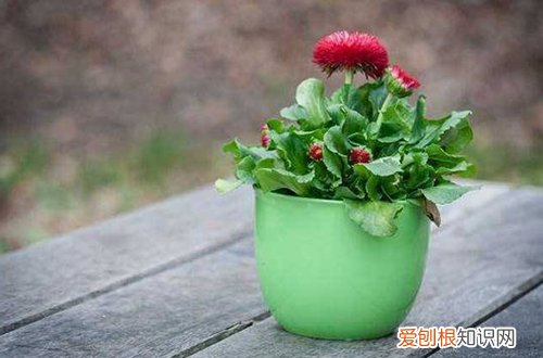 观赏植物如何选择花盆 如何正确的选择花盆