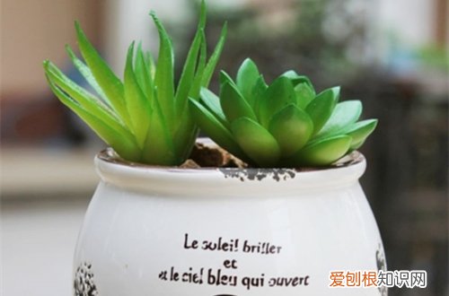 观赏植物如何选择花盆 如何正确的选择花盆