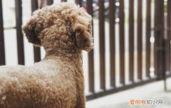 老年人养什么狗好? 老年人养什么狗好