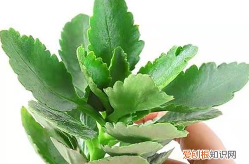 图 怎样让长寿花株型更美观 长寿花怎么打顶