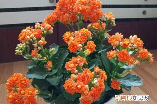 图 怎样让长寿花株型更美观 长寿花怎么打顶