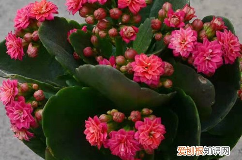 图 怎样让长寿花株型更美观 长寿花怎么打顶