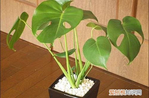 阳光不足种什么花 怎么判定花卉是否缺少阳光呢？有什么方法可以解决呢？