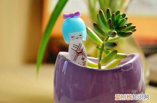 阳光不足种什么花 怎么判定花卉是否缺少阳光呢？有什么方法可以解决呢？