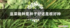 韭菜是用种子种好还是用韭菜根种好 韭菜栽种是种子好还是根好种，重新栽种后需要注意什么