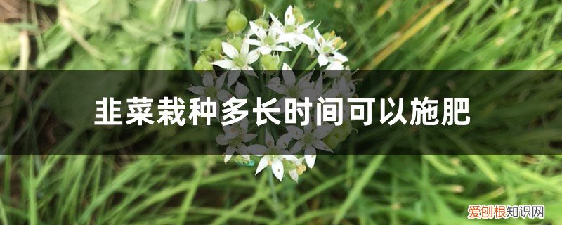 韭菜种后多长时间可以割 韭菜栽种多长时间可以施肥，韭菜栽种后多久适合剪第一次