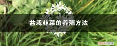 盆栽韭菜的种植技术和管理 盆栽韭菜的养殖方法，如何过冬