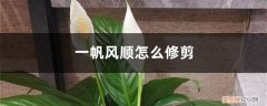 一帆风顺的叶子蔫了怎么办 一帆风顺怎么修剪，一帆风顺叶子蔫了还能活吗