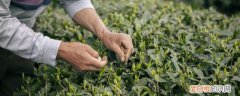 茶叶育苗技术 茶叶育苗方法