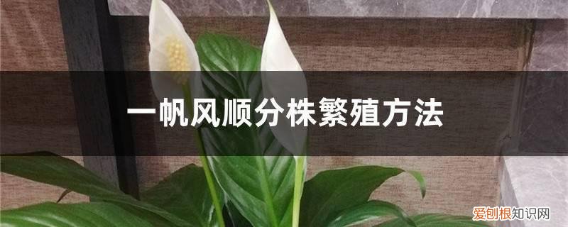 一帆风顺分株后缓苗的过程 一帆风顺分株繁殖方法,分株繁殖的时间