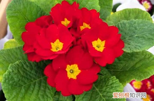 报春花怎么养 报春花的养护方法和注意事项
