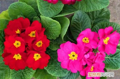 报春花怎么养 报春花的养护方法和注意事项
