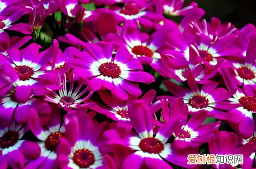 瓜叶菊的种植方法及养护 瓜叶菊怎么栽培和养护，掌握了这些不怕养不活，花开一朵接一朵！