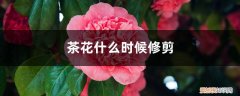 茶花什么时候修剪? 茶花什么时候修剪，茶花修剪时间和方法