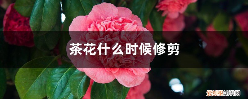 茶花什么时候修剪? 茶花什么时候修剪，茶花修剪时间和方法