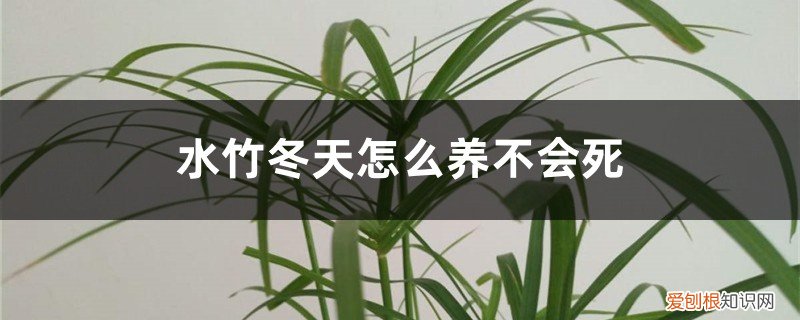 水竹能过冬吗 水竹冬天怎么养不会死