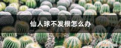 仙人球根系不好怎么办 仙人球不发根怎么办