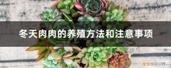 夏季肉肉的养殖方法和注意事项 冬天肉肉的养殖方法和注意事项