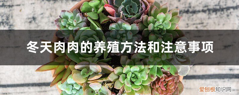 夏季肉肉的养殖方法和注意事项 冬天肉肉的养殖方法和注意事项