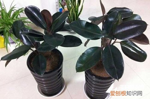 图 黑金刚怎么养 黑金刚的养殖方法和注意事项