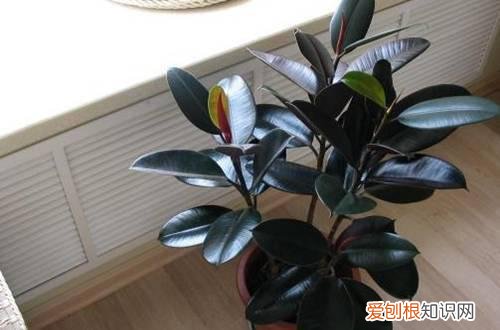 图 黑金刚怎么养 黑金刚的养殖方法和注意事项
