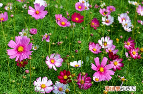 图 波斯菊怎么养 波斯菊的养殖方法和注意事项