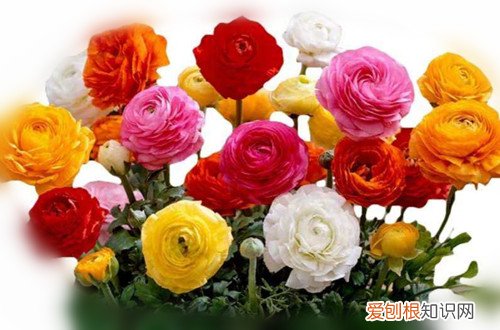 图 芹叶牡丹怎么养 芹叶牡丹的养殖方法和注意事项
