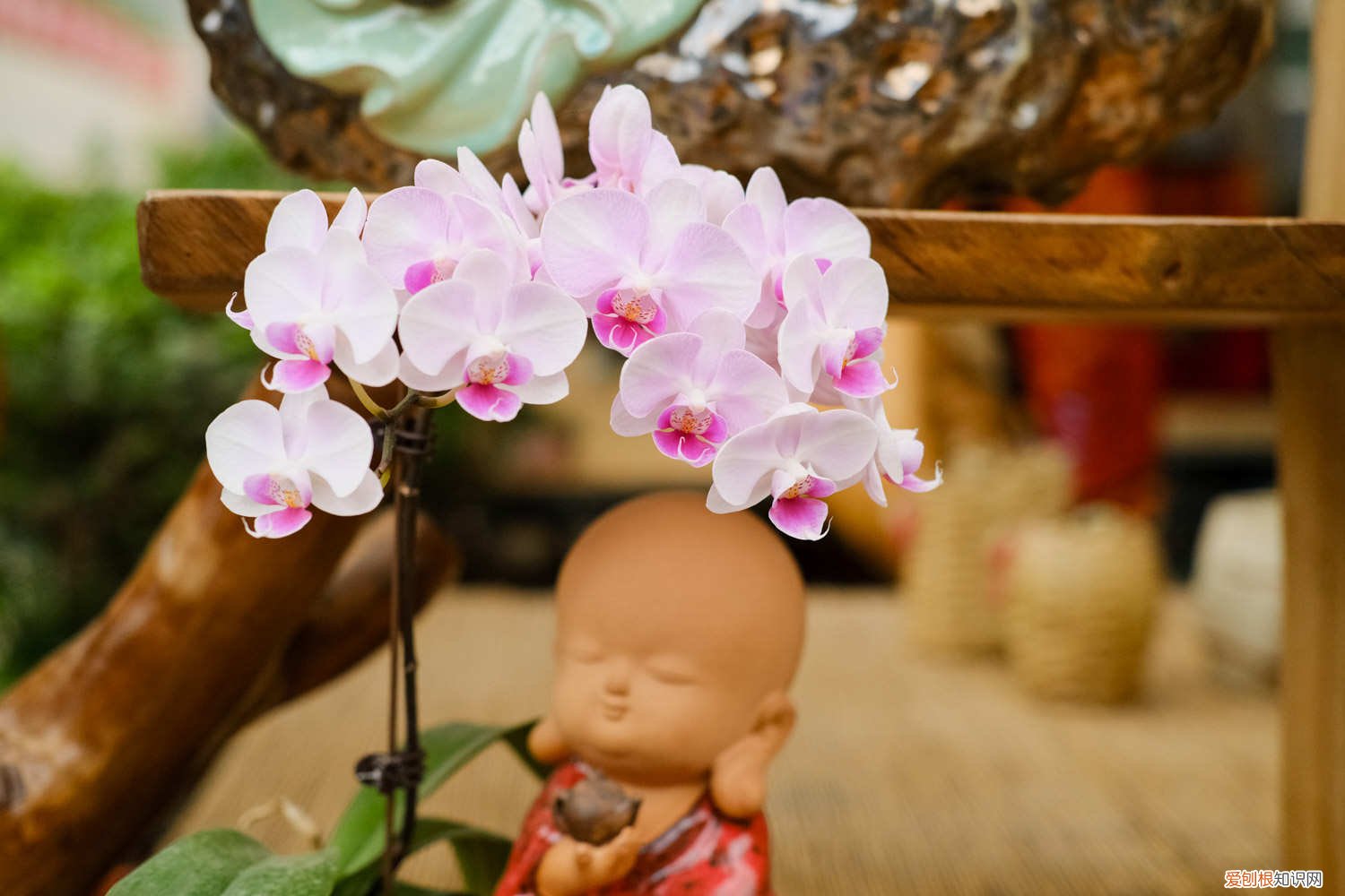 蝴蝶兰花期的养护 蝴蝶兰花期多长，蝴蝶兰花期养护
