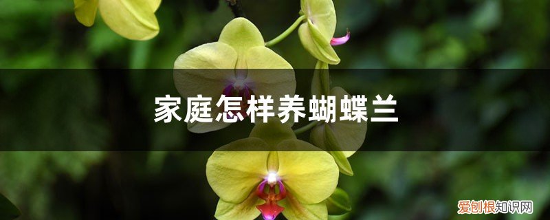 蝴蝶兰夏天长出花剑怎么养 家庭怎样养蝴蝶兰,不长花剑怎么办