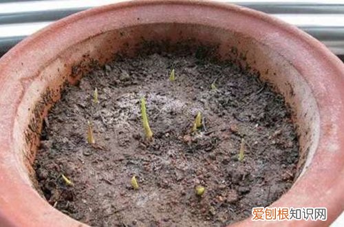 香雪兰的养植方法 盆栽香雪兰怎么栽培养护