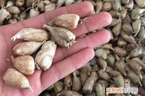 香雪兰的养植方法 盆栽香雪兰怎么栽培养护