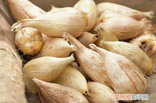 香雪兰的养植方法 盆栽香雪兰怎么栽培养护