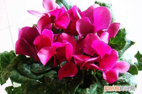 图 仙客来怎么种植 仙客来怎么管理