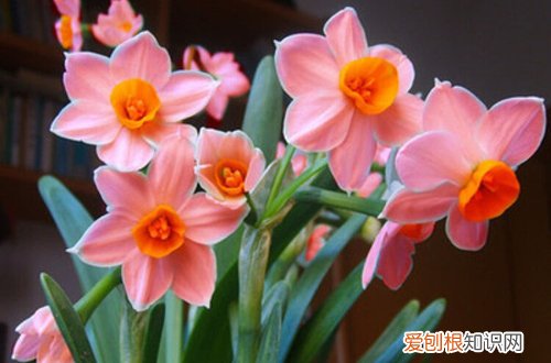 七 年销花之洋水仙、风信子、朱顶红的选购与养护技巧(怎么养护水仙花和风信子)