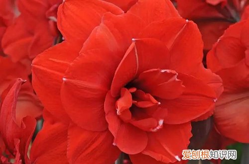 七 年销花之洋水仙、风信子、朱顶红的选购与养护技巧(怎么养护水仙花和风信子)