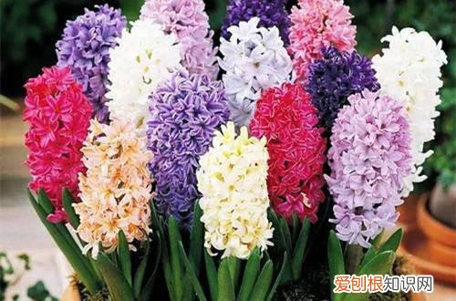 七 年销花之洋水仙、风信子、朱顶红的选购与养护技巧(怎么养护水仙花和风信子)