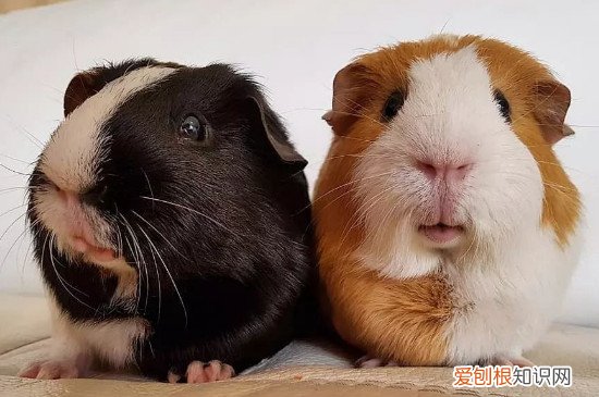荷兰猪五六天没喝水会死吗,荷兰猪两天不喝水会死吗