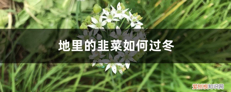 韭菜冬天怎么种植 地里的韭菜如何过冬，韭菜如何种植长得好