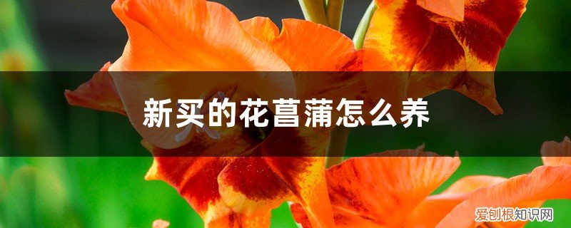 刚买回来的菖蒲怎么养 新买的花菖蒲怎么养