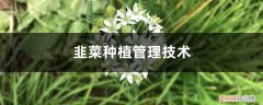 韭菜科学种植方法 韭菜种植管理技术，韭菜种植图片