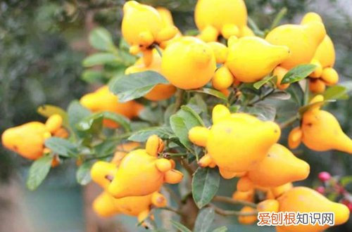 六 年销花之黄金果、茶花、催花牡丹的选购与养护技巧