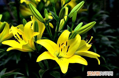 五 年销花之蟹爪兰、百合、仙客来的选购与养护技巧(蟹爪兰与仙人指花)