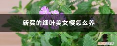 细叶美女樱的养殖方法和注意事项 新买的细叶美女樱怎么养