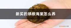 新买的球根海棠怎么养护 新买的球根海棠怎么养