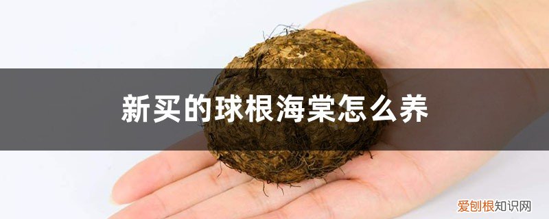 新买的球根海棠怎么养护 新买的球根海棠怎么养