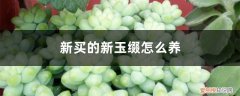 养玉缀的小技巧 新买的新玉缀怎么养