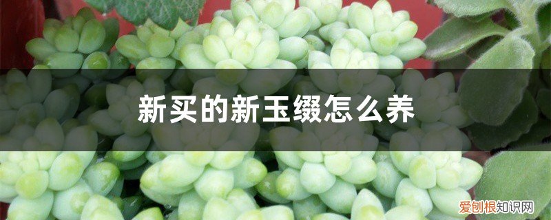 养玉缀的小技巧 新买的新玉缀怎么养