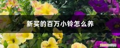 刚买回来的百万小铃要怎样做? 新买的百万小铃怎么养