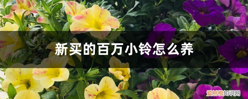 刚买回来的百万小铃要怎样做? 新买的百万小铃怎么养