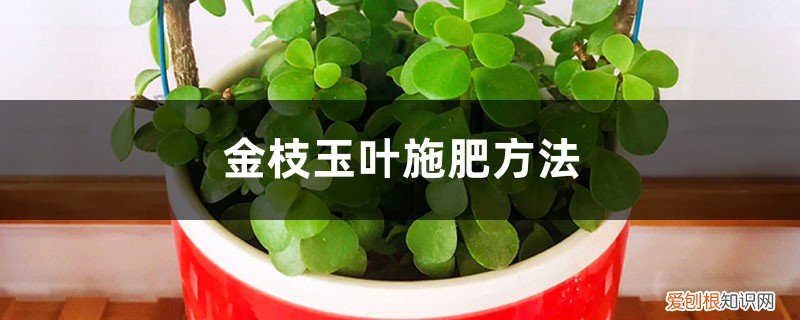 怎样给金枝玉叶施肥 金枝玉叶施肥方法，金枝玉叶施肥大了怎么办